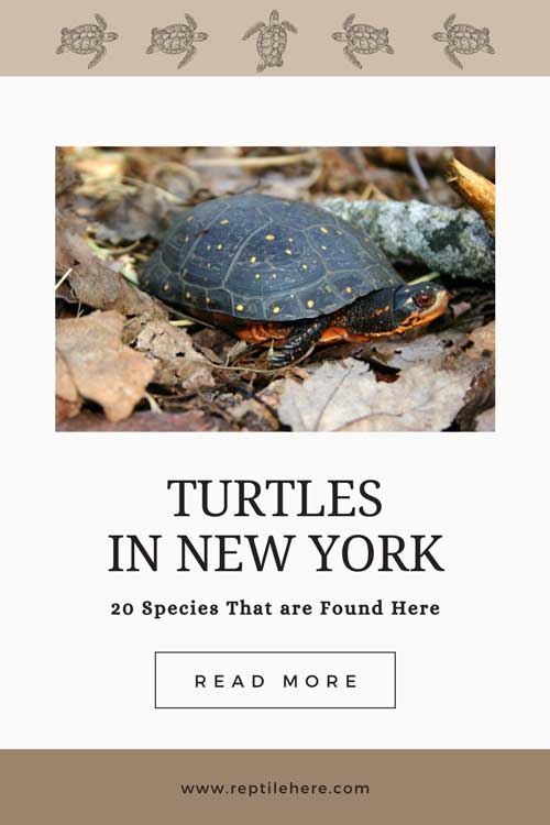 Turtles in New York