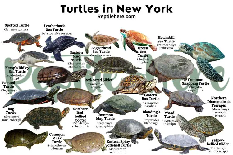 Turtles in New York – 20 Species That are Found Here