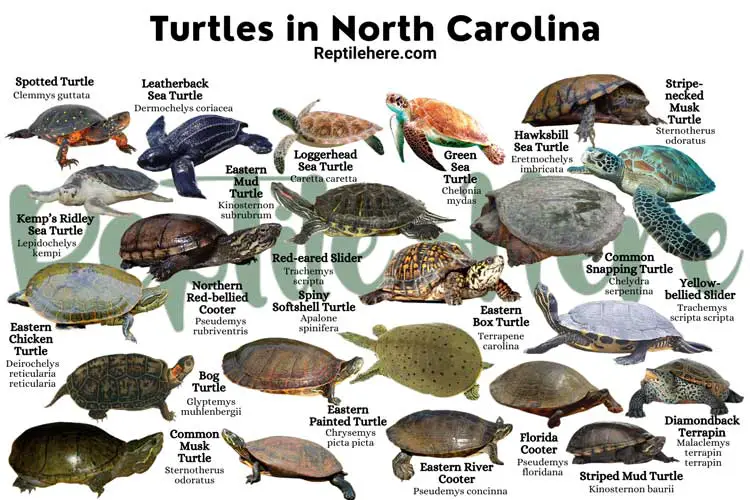 Turtles in North Carolina – 22 Species That are Found Here