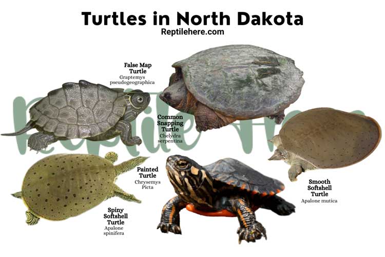 Turtles in North Dakota