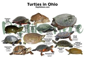 Turtles in Ohio - 12 Species That are Found Here