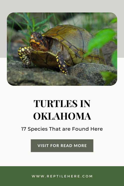 Turtles in Oklahoma