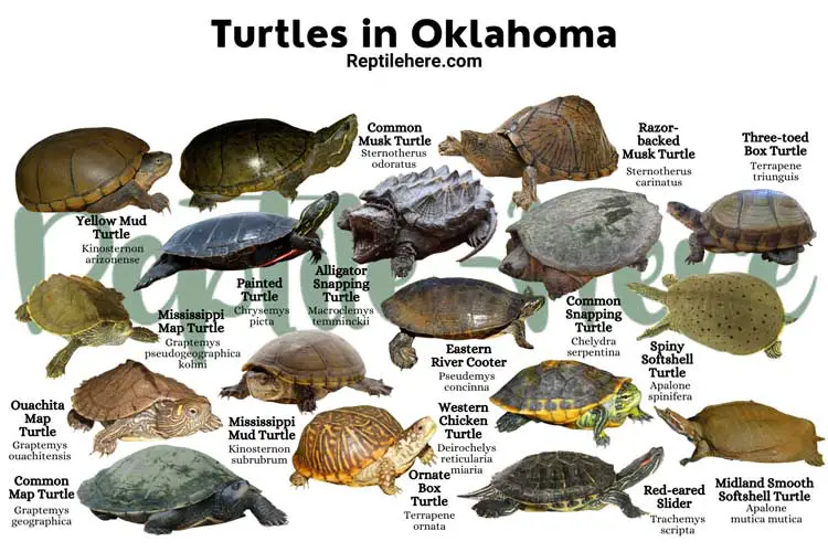 Turtles in Oklahoma – 17 Species That are Found Here