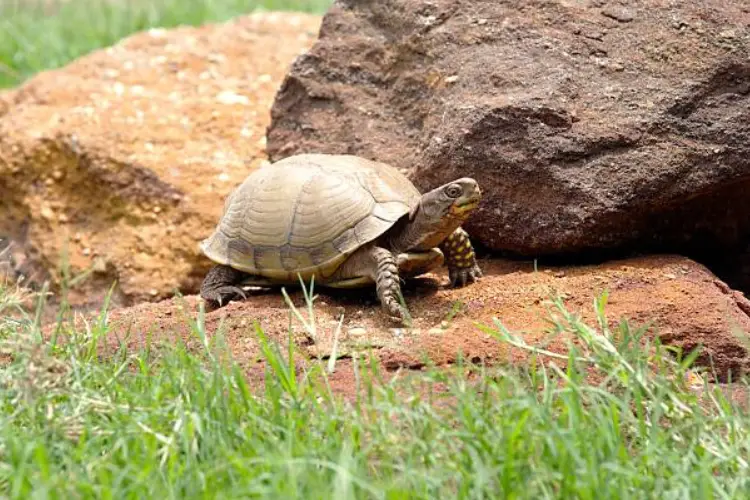 Turtles in Oklahoma - 17 Species That are Found Here