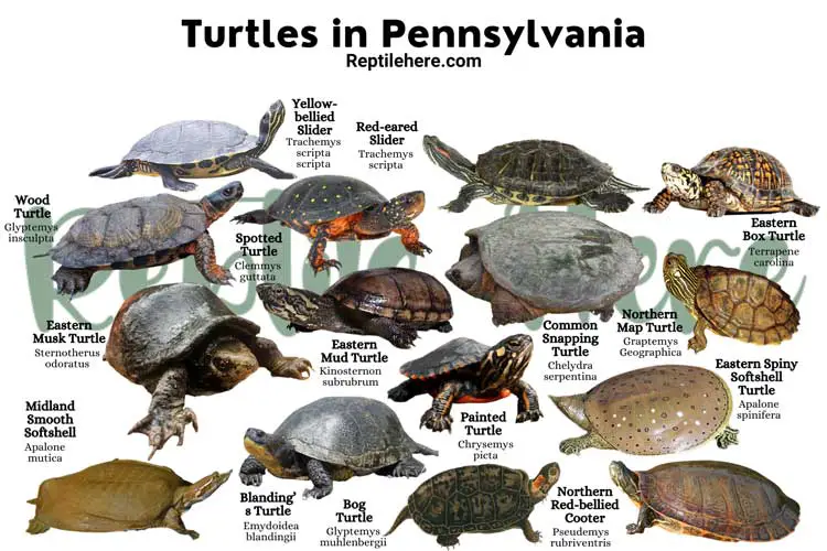 Turtles in Pennsylvania – 15 Species That are Found Here