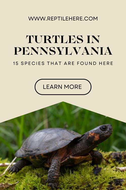 Turtles in Pennsylvania