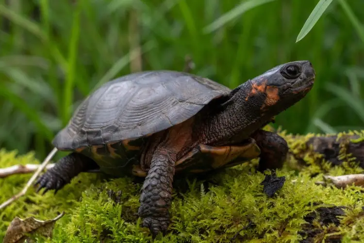 Turtles in Pennsylvania - 15 Species That are Found Here