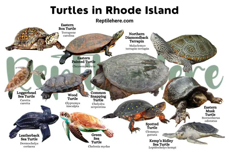Turtles in Rhode Island