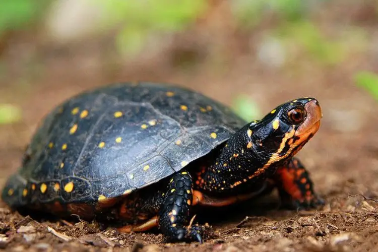 Turtles in Rhode Island - 11 Species That are Found Here