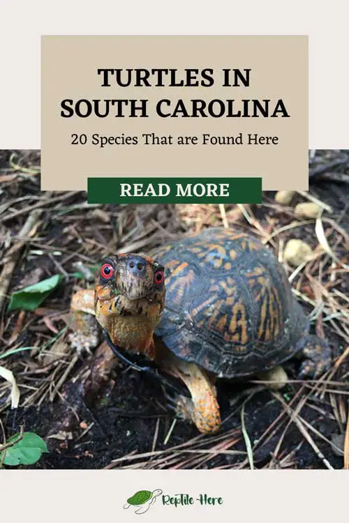 Turtles in South Carolina