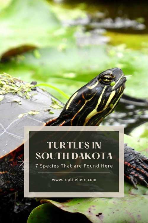 Turtles in South Dakota