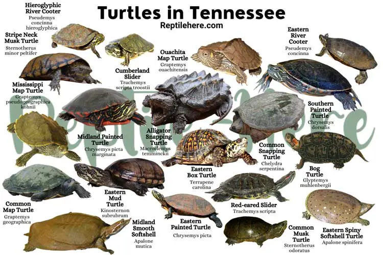 Turtles in Tennessee – 20 Species That are Found Here