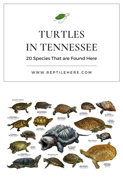 Turtles in Tennessee