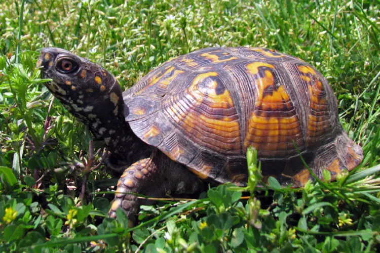 Turtles in Tennessee - 20 Species That are Found Here