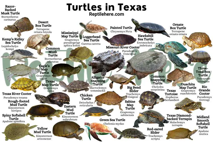 Turtles in Texas – 30 Species That are Found Here