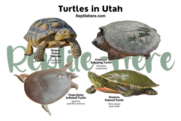 Turtles in Utah