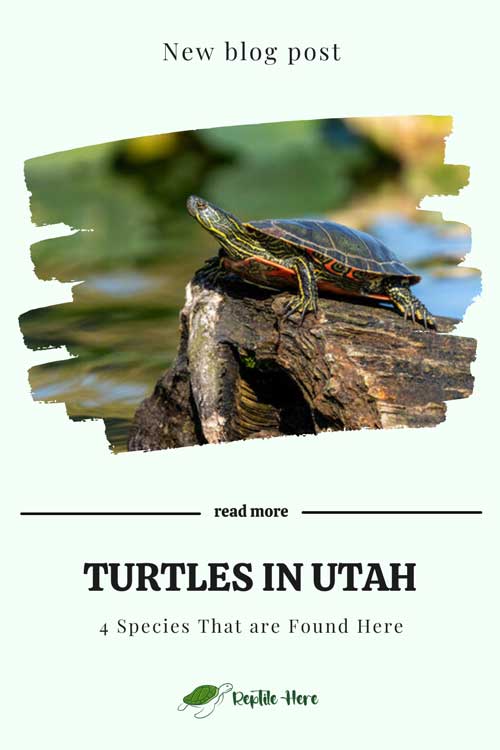 Turtles in Utah