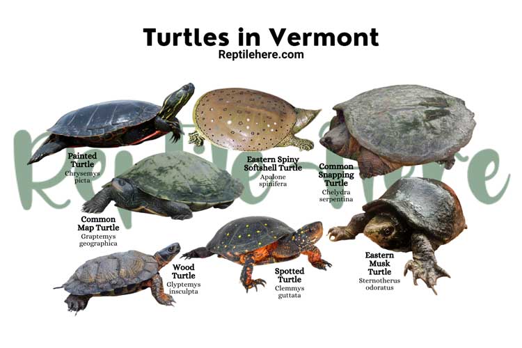 Turtles in Vermont