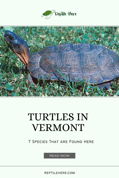 Turtles in Vermont