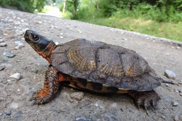 Turtles in Vermont - 7 Species That are Found Here