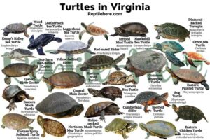 Turtles In Virginia - 25 Species That Are Found Here