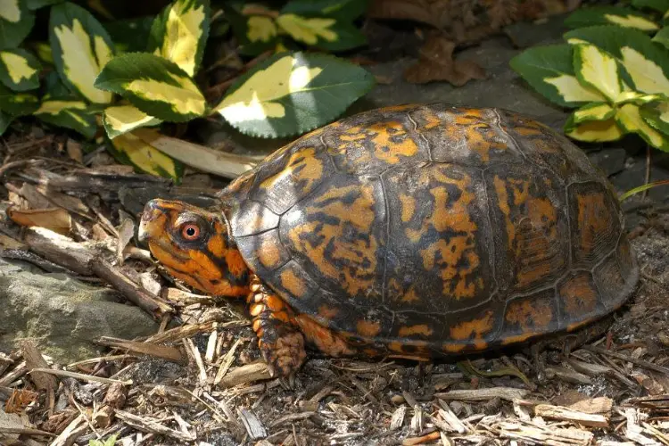 Turtles In Virginia - 25 Species That Are Found Here