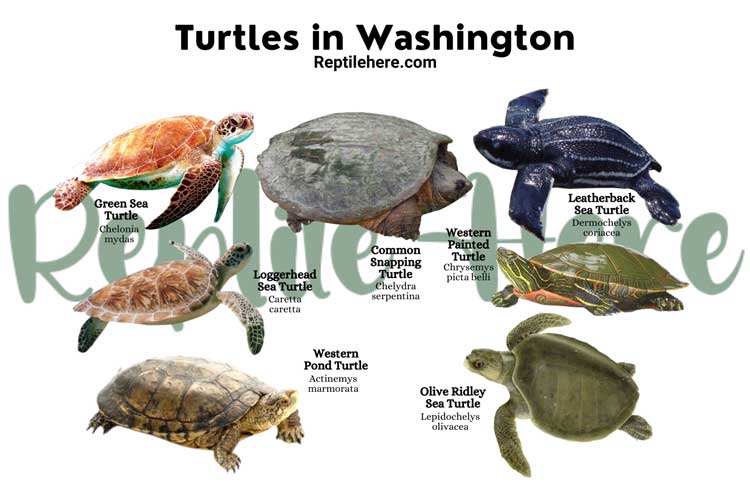 Turtles in Washington