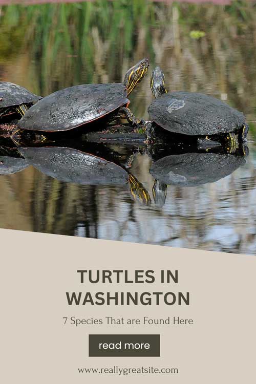 Turtles in Washington