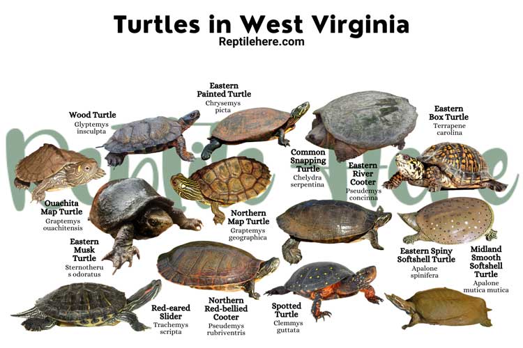 Turtles in West Virginia – 13 Species That are Found Here