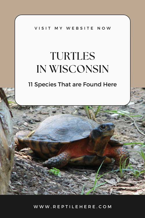 Turtles in Wisconsin