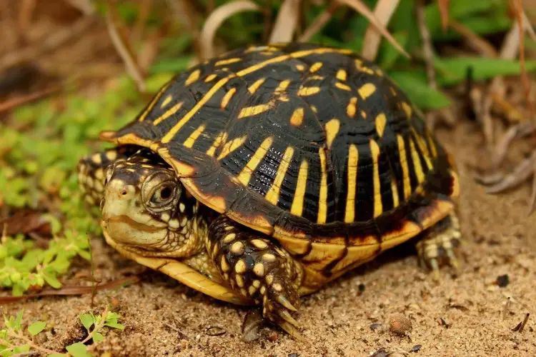 Turtles in Wyoming - 4 Species That are Found Here