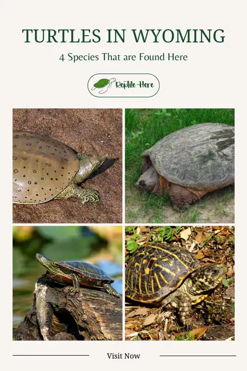 Turtles in Wyoming