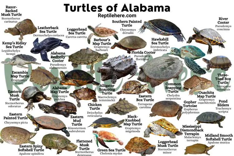 Turtles of Alabama – 30 Species That are Found Here