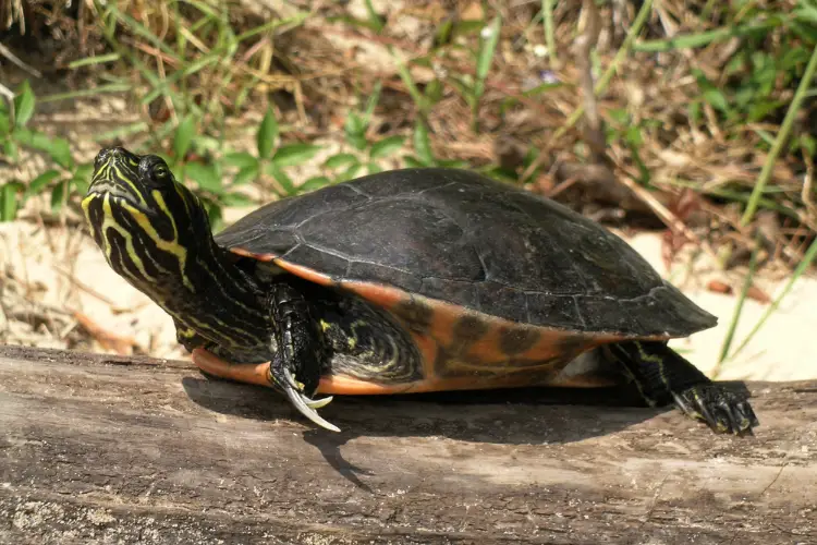 Turtles of Alabama - 30 Species That are Found Here