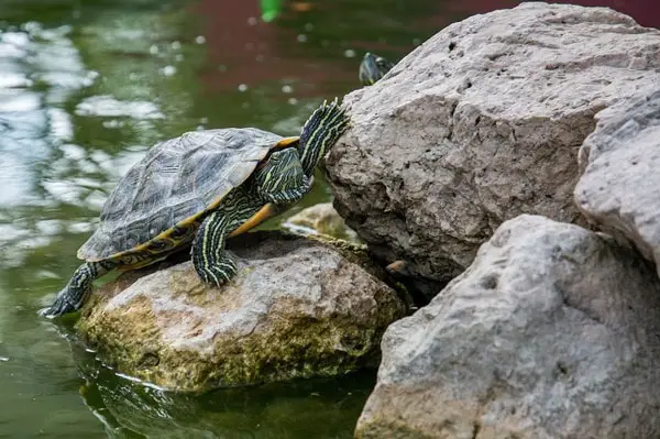 Type of basking platform