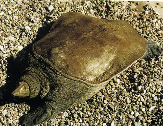  Wattle-Necked Softshell Turtle in Hawaii