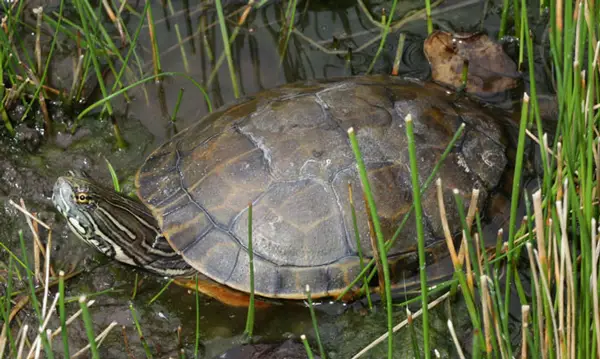  Western Chicken Turtle in Missouri