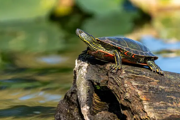  Western Painted Turtle in Indiana