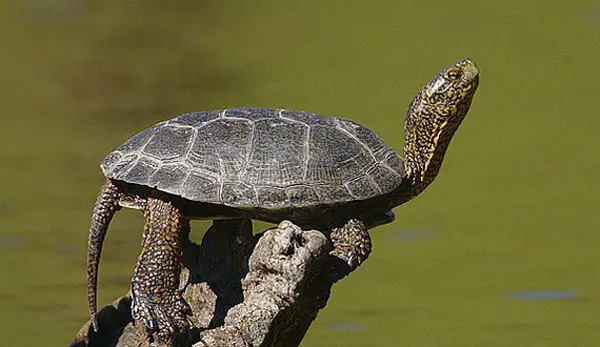  Western Pond Turtle in  Oregon