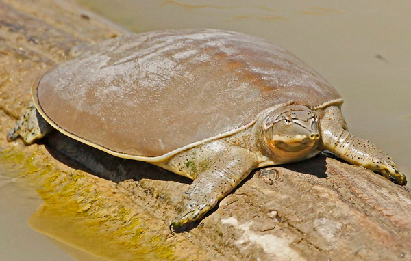  Western Spiny Softshell Turtle in Arkansas