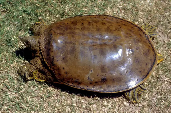  Western Spiny Softshell in Nebraska