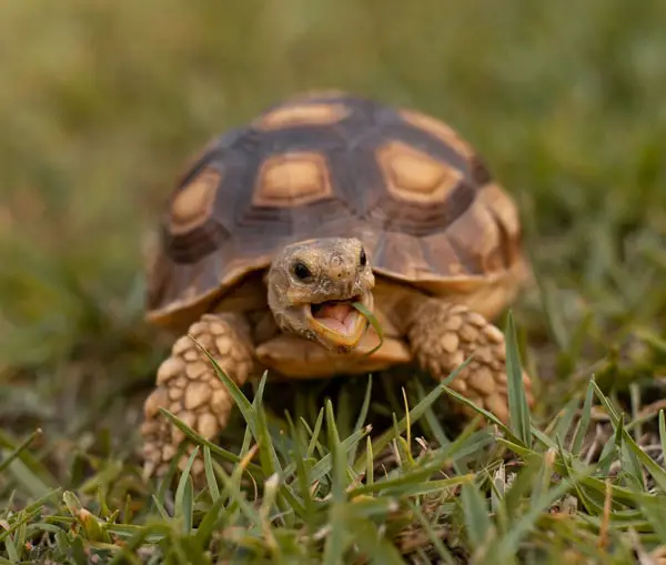 What Are The Disadvantages of Training A Turtle