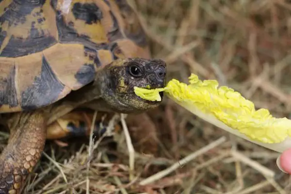 What Are the Health Risks of Overfeeding My Turtle