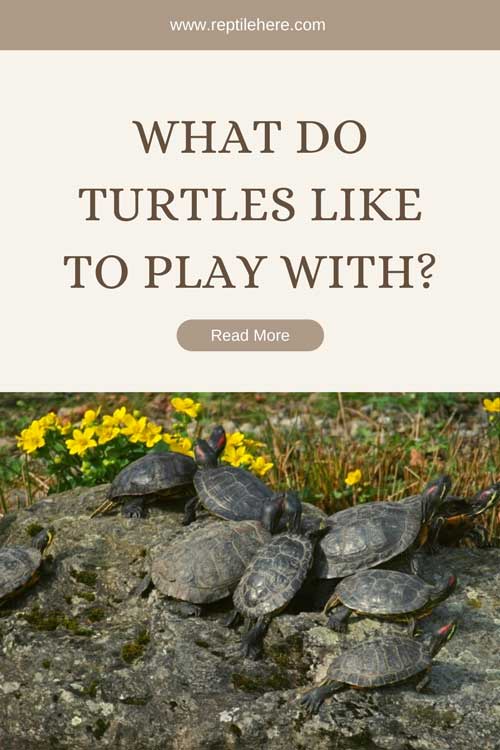 What Do Turtles Like to Play With