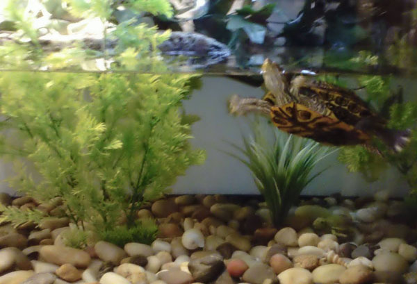 What Rocks Are Suitable For Your Turtle Tank