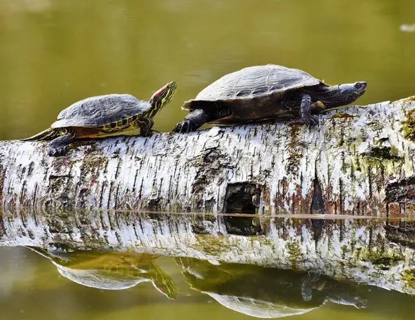 What To Do If Your Turtle Is Always Basking
