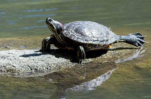 What To Do If Your Turtle Is Drowned  