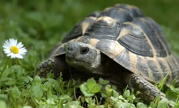 What Tricks Can You Teach A Turtle
