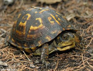 Do Turtles Make Sounds? What Type Of Sounds Do Turtles Make?