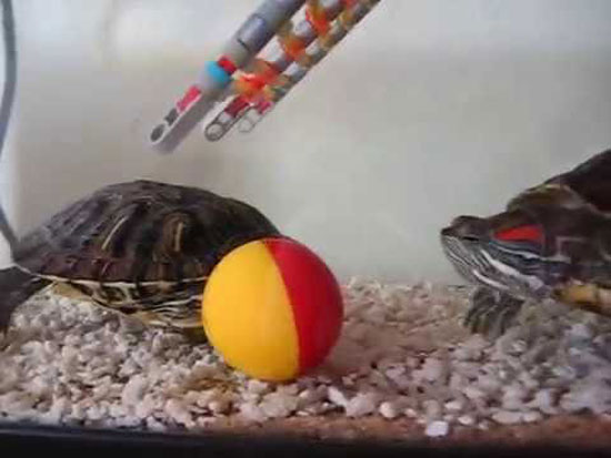 Which Toys Do Turtles Like to Play With